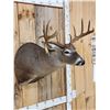 Image 2 : Nice 6x5 Whitetail Shoulder Mount Taxidermy