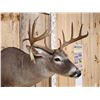 Image 3 : Nice 6x5 Whitetail Shoulder Mount Taxidermy