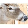 Image 4 : Nice 6x5 Whitetail Shoulder Mount Taxidermy