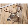 Image 5 : Nice 6x5 Whitetail Shoulder Mount Taxidermy