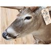 Image 6 : Nice 6x5 Whitetail Shoulder Mount Taxidermy