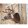 Image 7 : Nice 6x5 Whitetail Shoulder Mount Taxidermy