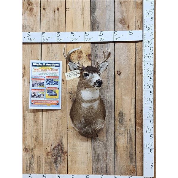 3x4 Sitka Blacktail Shoulder Mount Taxidermy