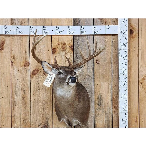 Nice 6x5 Whitetail Shoulder Mount Taxidermy