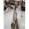 Image 10 : Extra Nice Texas Whitetail Full Body Taxidermy Mount