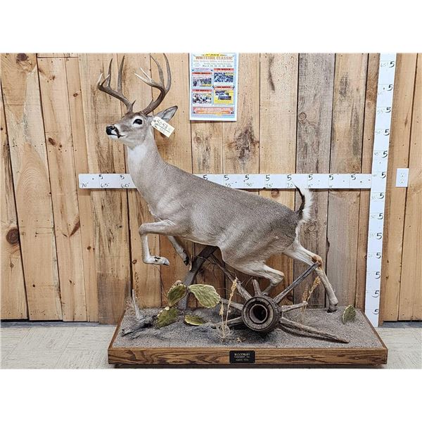 Extra Nice Texas Whitetail Full Body Taxidermy Mount