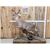 Image 1 : Extra Nice Texas Whitetail Full Body Taxidermy Mount