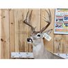Image 2 : Extra Nice Texas Whitetail Full Body Taxidermy Mount