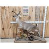 Image 3 : Extra Nice Texas Whitetail Full Body Taxidermy Mount