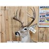 Image 4 : Extra Nice Texas Whitetail Full Body Taxidermy Mount