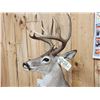 Image 5 : Extra Nice Texas Whitetail Full Body Taxidermy Mount