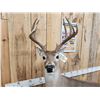 Image 6 : Extra Nice Texas Whitetail Full Body Taxidermy Mount