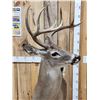 Image 8 : Extra Nice Texas Whitetail Full Body Taxidermy Mount