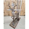 Image 9 : Extra Nice Texas Whitetail Full Body Taxidermy Mount