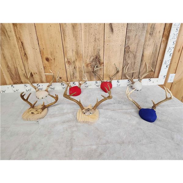 7 Sets Of Whitetail Antlers On Plaques