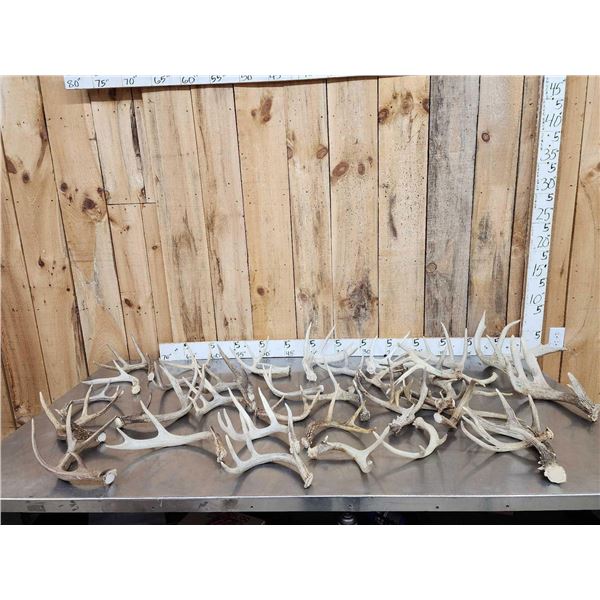 27.9 Lbs Of Whitetail Antlers