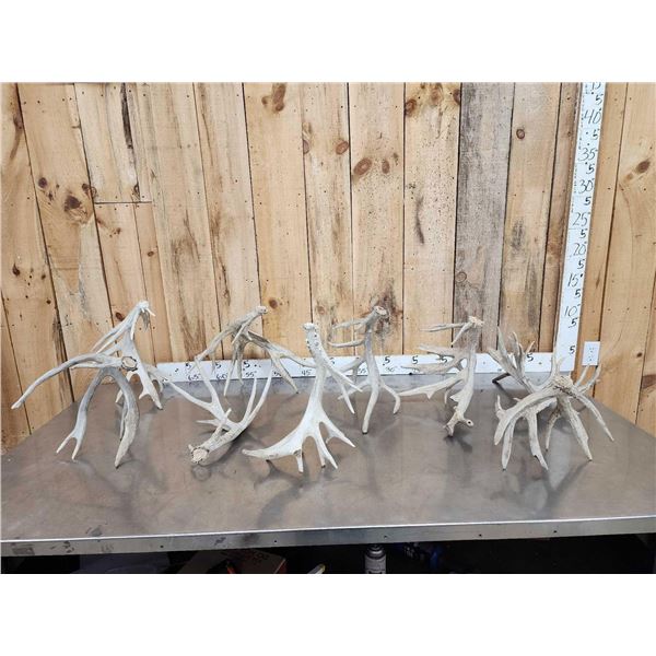19 Lbs Of Whitetail Shed Antlers