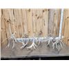 Image 1 : 19 Lbs Of Whitetail Shed Antlers