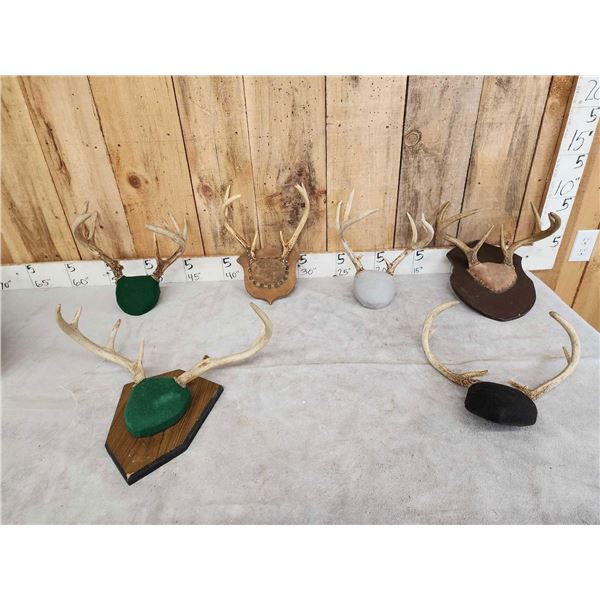 6 Sets Of Whitetail Antlers On Plaques