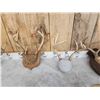 Image 3 : 6 Sets Of Whitetail Antlers On Plaques