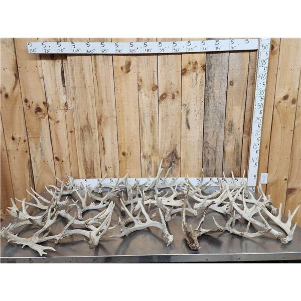 37.1 Lbs Of Whitetail Shed Antlers