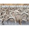 Image 4 : 37.1 Lbs Of Whitetail Shed Antlers