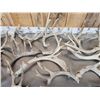 Image 5 : 37.1 Lbs Of Whitetail Shed Antlers