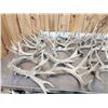 Image 6 : 37.1 Lbs Of Whitetail Shed Antlers