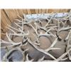 Image 7 : 37.1 Lbs Of Whitetail Shed Antlers