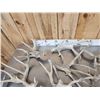 Image 8 : 37.1 Lbs Of Whitetail Shed Antlers