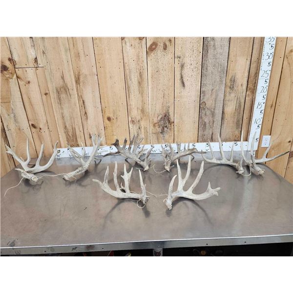 4 Sets Of Whitetail Shed Antlers