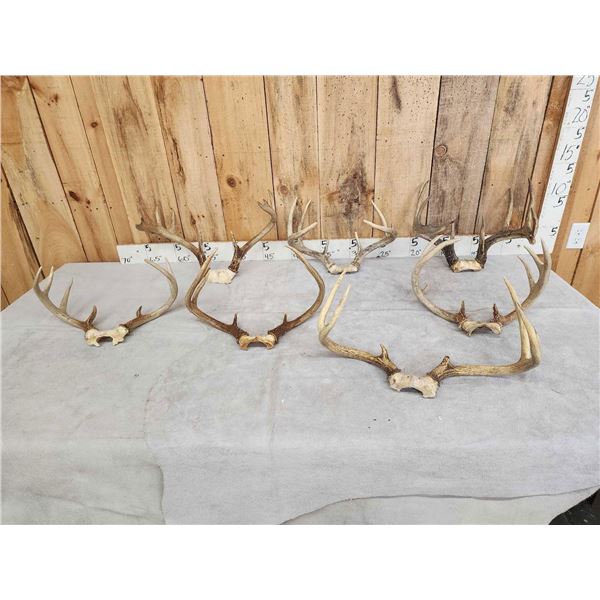 7 Sets Of Whitetail Antlers On Skull Plate