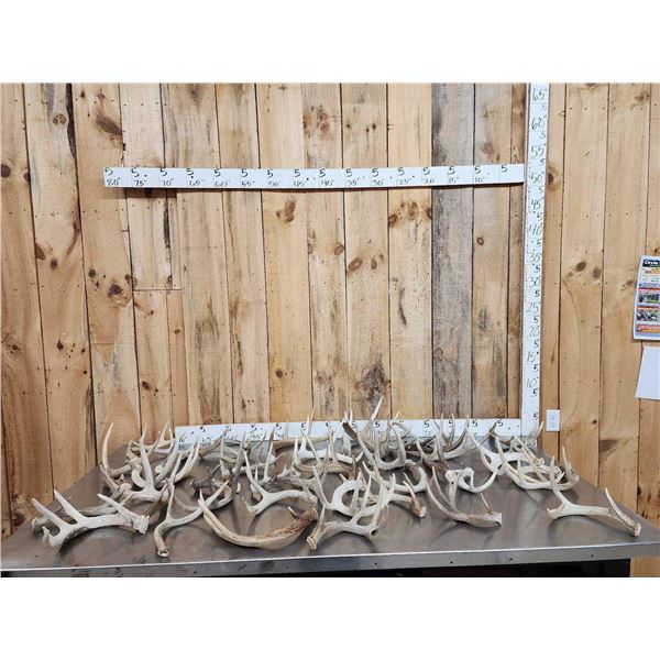 35.7 Lbs Of Whitetail Antlers