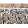 Image 3 : 35.7 Lbs Of Whitetail Antlers