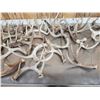 Image 4 : 35.7 Lbs Of Whitetail Antlers