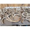 Image 6 : 35.7 Lbs Of Whitetail Antlers