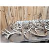 Image 8 : 35.7 Lbs Of Whitetail Antlers