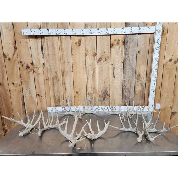 5 Sets Of Whitetail Shed Antlers