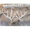 Image 4 : 5 Sets Of Whitetail Shed Antlers