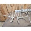 Image 6 : 5 Sets Of Whitetail Shed Antlers