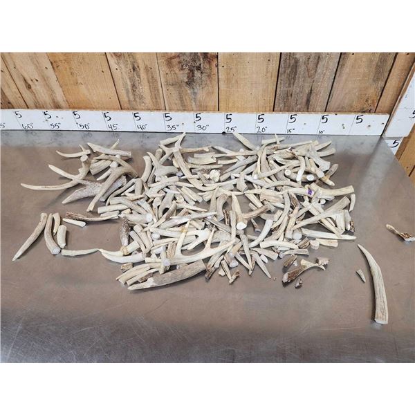 17.4 Lbs Of Deer Antler Chunks