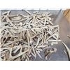 Image 3 : 17.4 Lbs Of Deer Antler Chunks