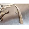 Image 4 : 17.4 Lbs Of Deer Antler Chunks
