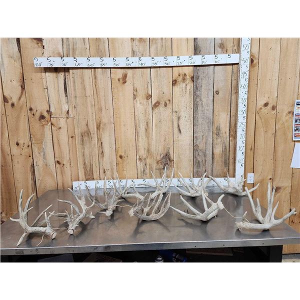 5 Sets Of Whitetail Shed Antlers
