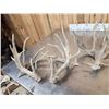 Image 3 : 5 Sets Of Whitetail Shed Antlers