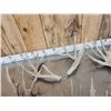 Image 4 : 5 Sets Of Whitetail Shed Antlers