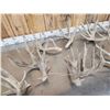 Image 5 : 5 Sets Of Whitetail Shed Antlers