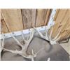 Image 6 : 5 Sets Of Whitetail Shed Antlers