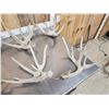 Image 7 : 5 Sets Of Whitetail Shed Antlers