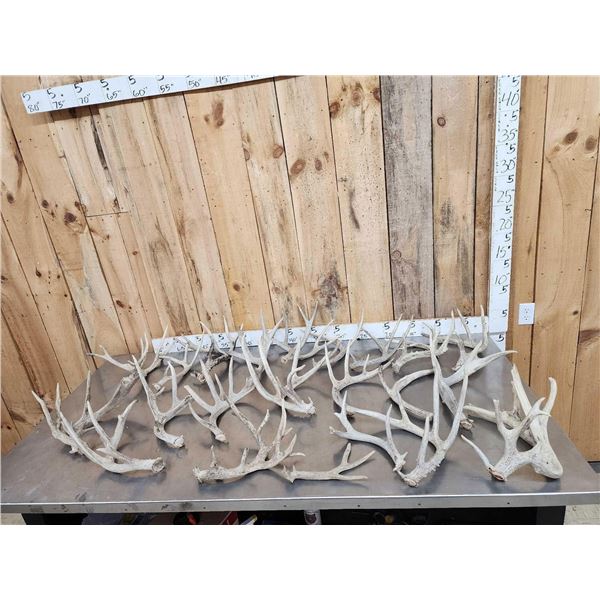 30.7 Lbs Of Whitetail Shed Antlers